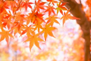 秋の紅葉イメージ