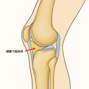 膝蓋下脂肪体